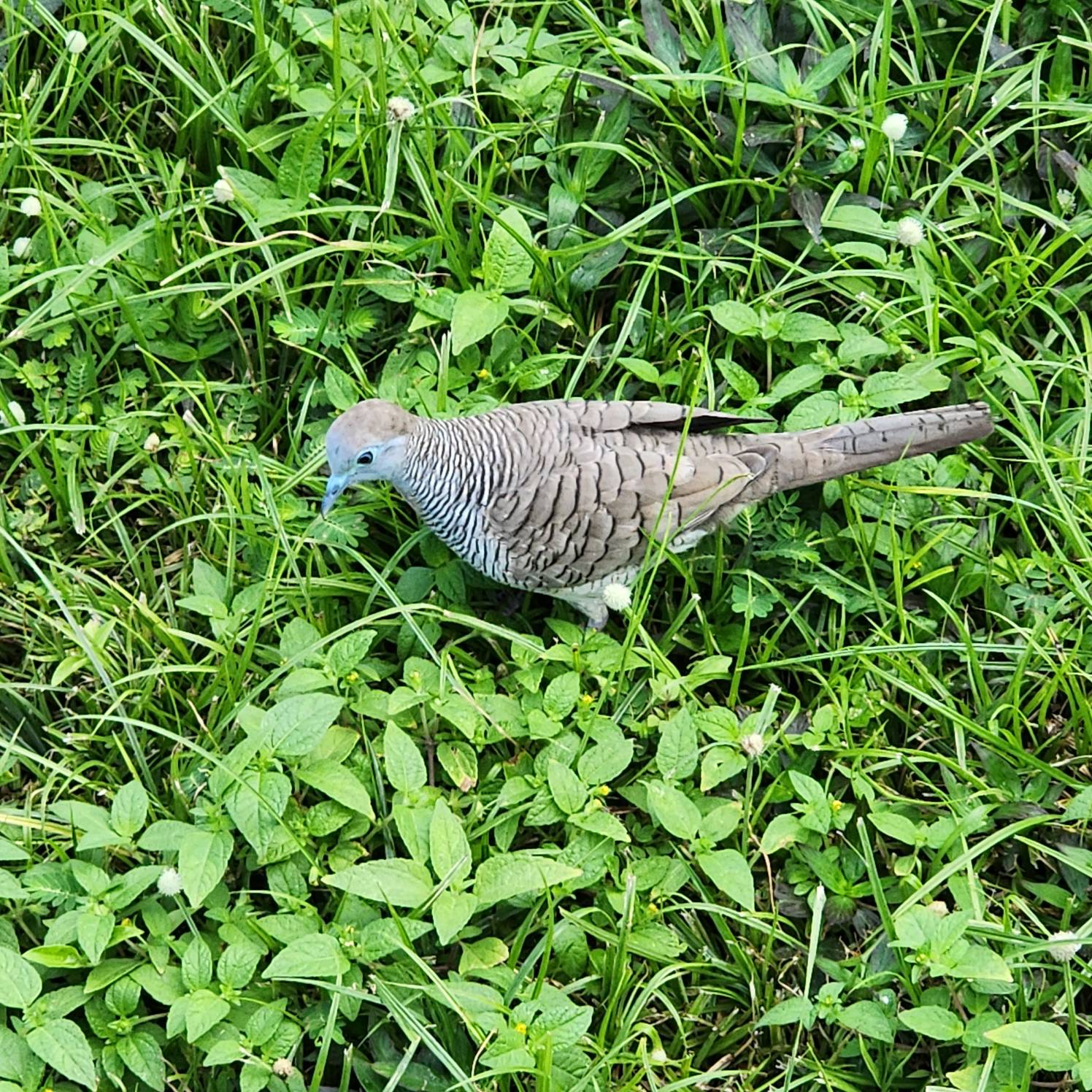 Zebra dove