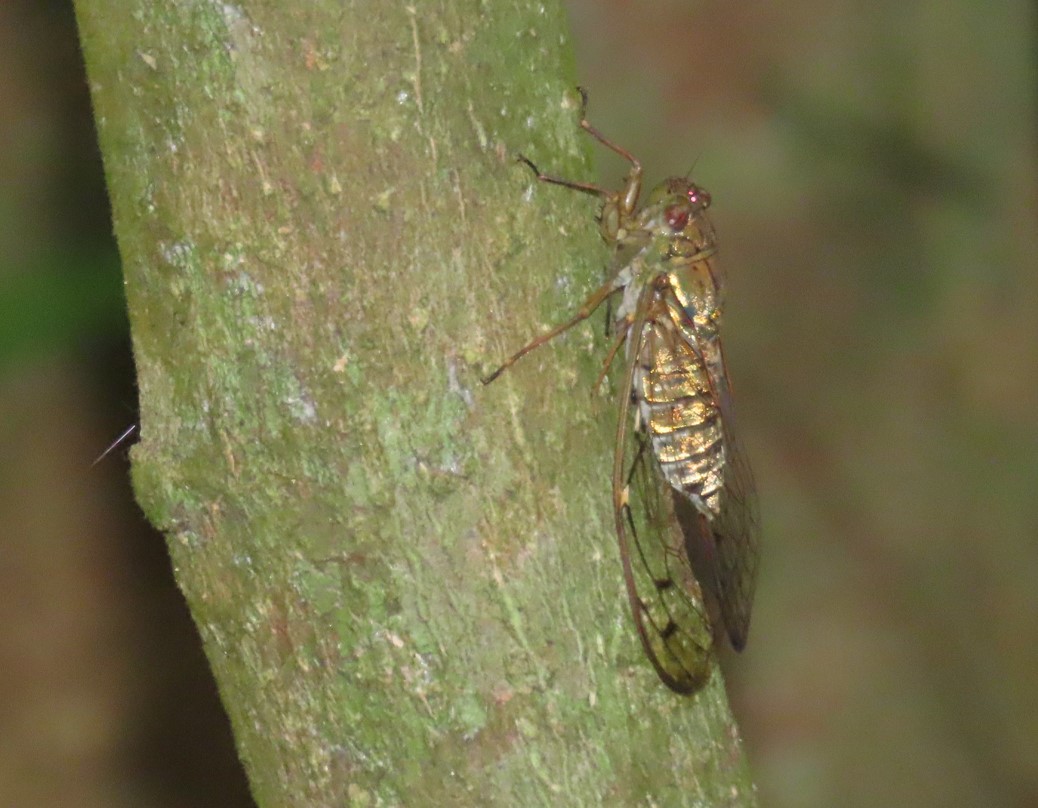 Cicada