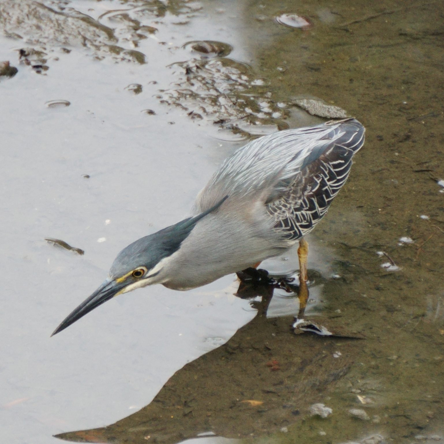 Striated heron