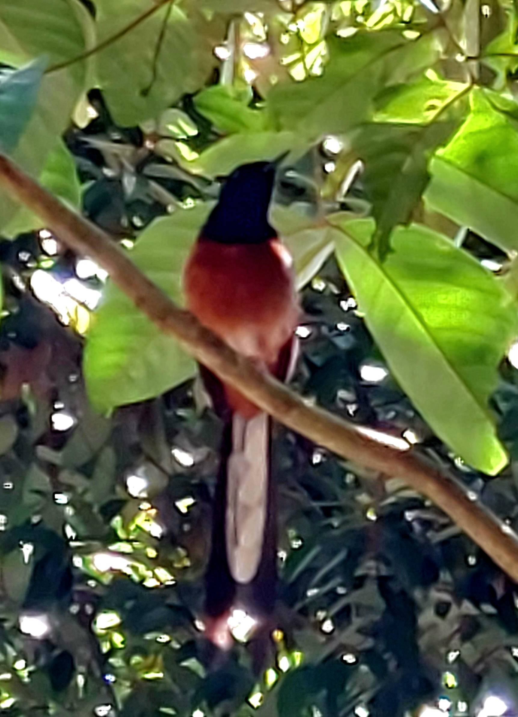 Amur paradise flycatcher