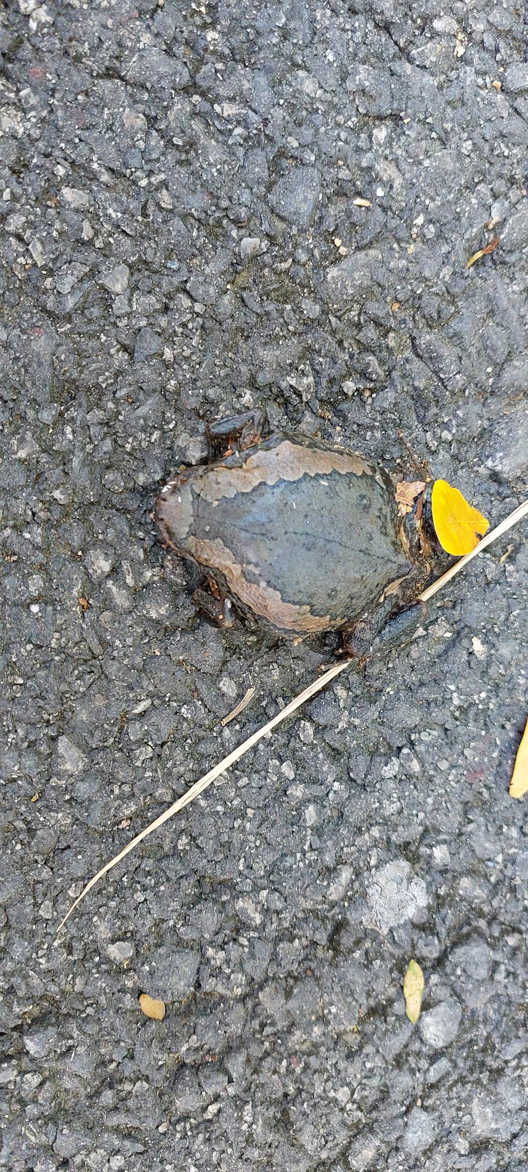 Banded bull frog