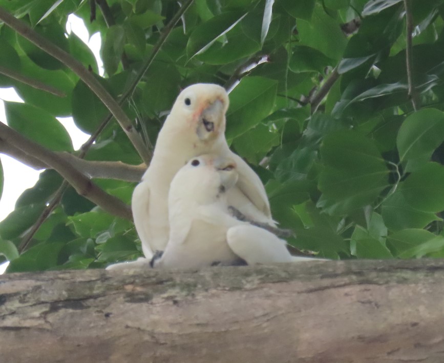 Tanimbar corella