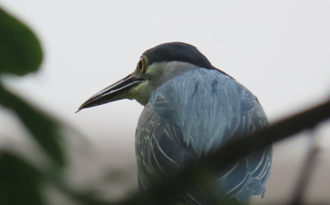 Striated heron