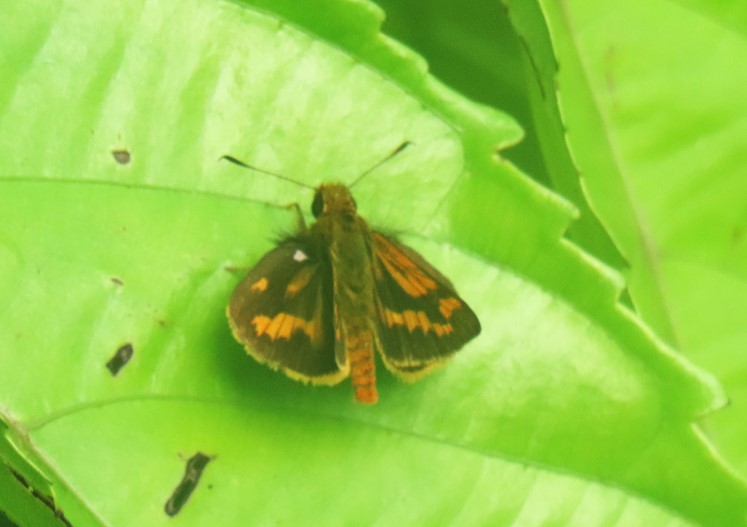 Common palm dart?