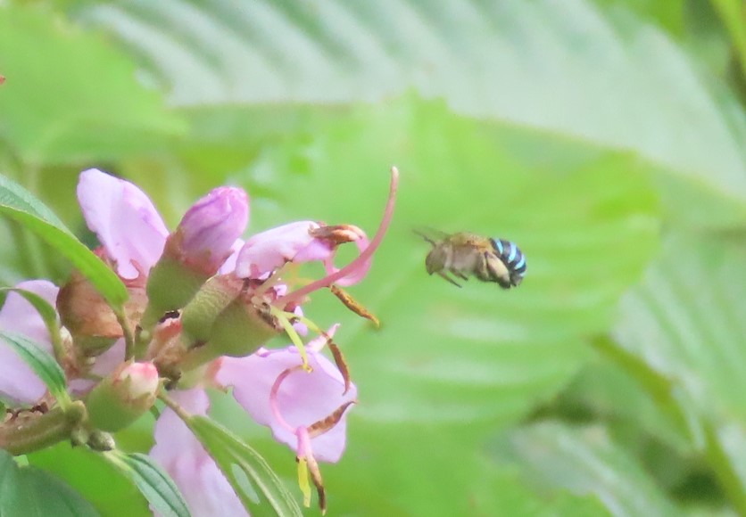 Sunda blue banded digger bee