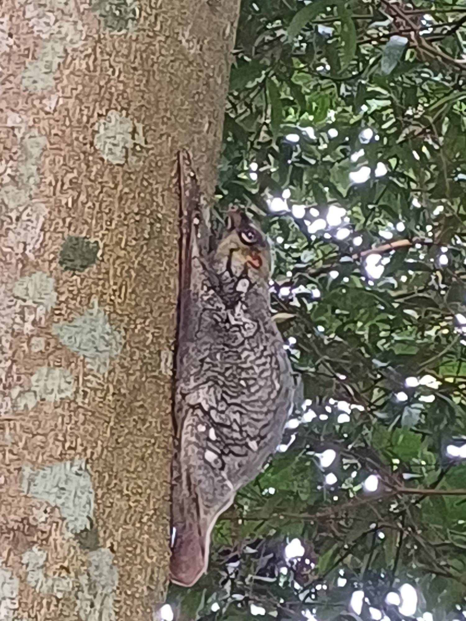 Sunda flying lemur