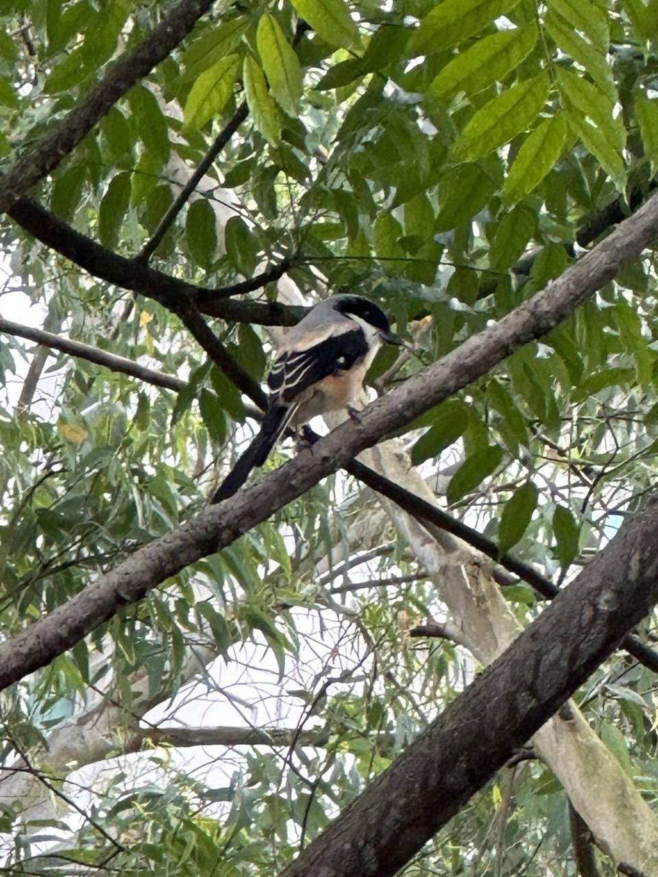 Long-tailed shrike