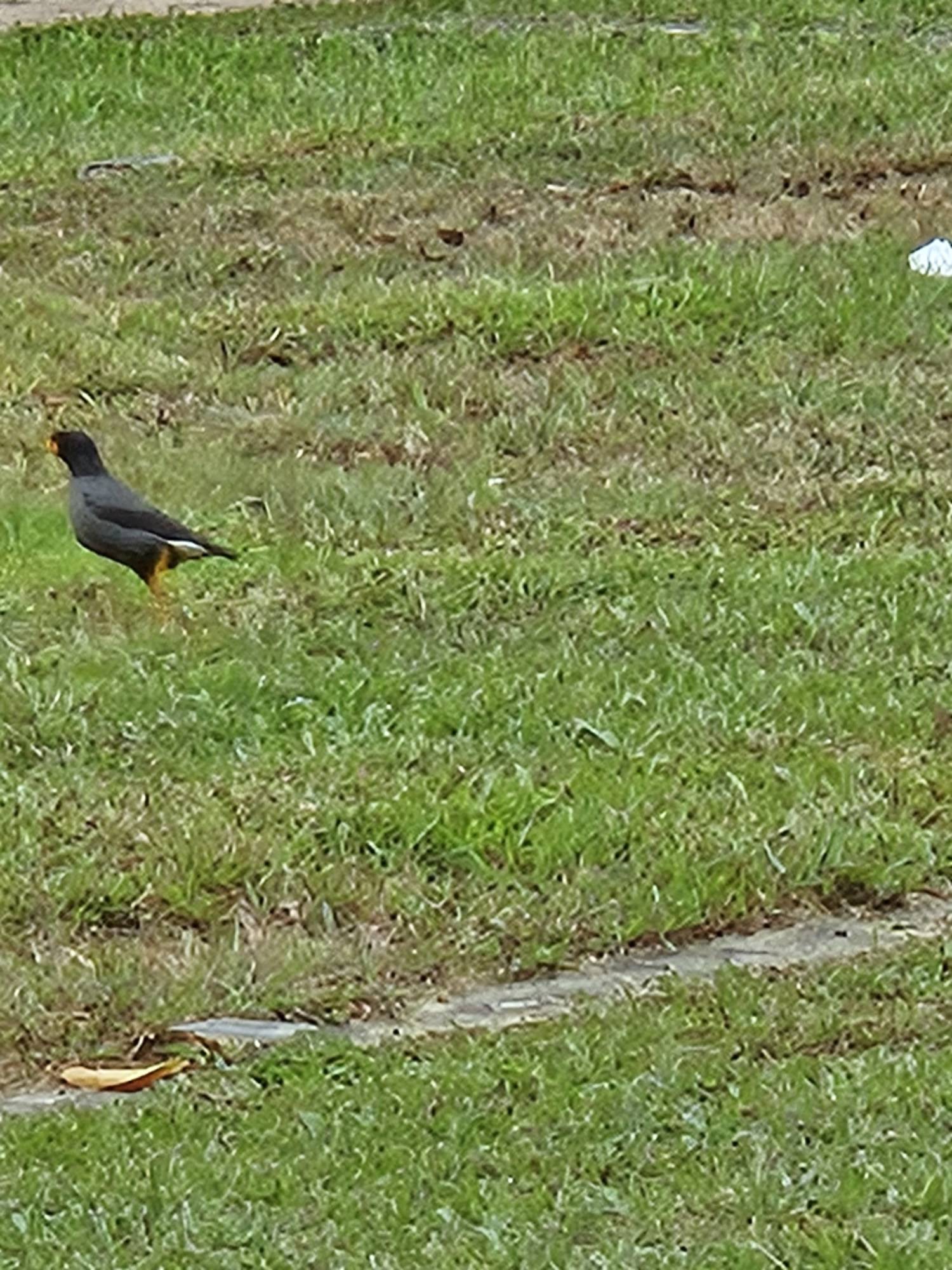 Javan myna