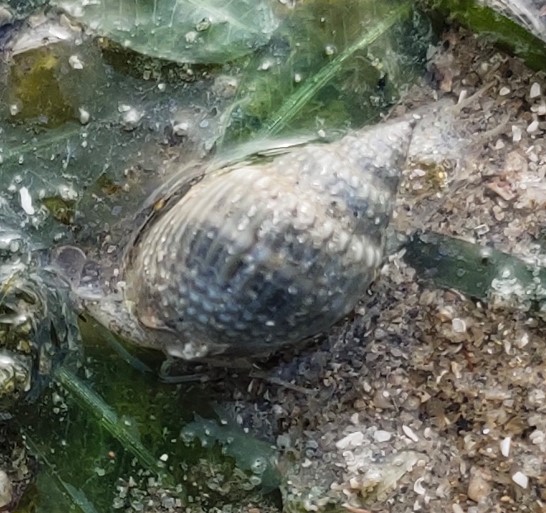 Dog whelk