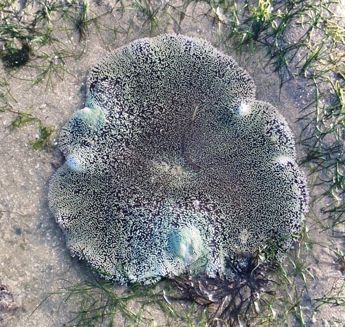 Haddon's carpet anemone