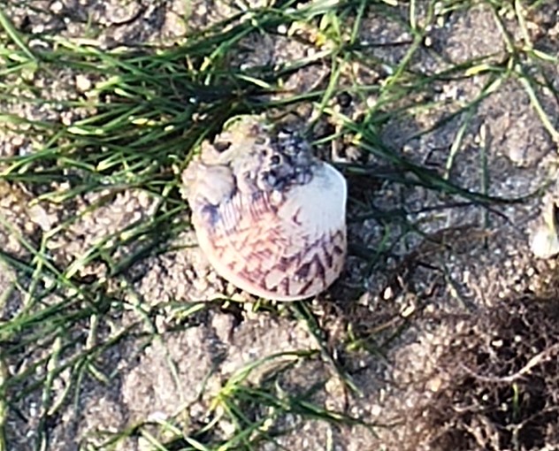 Venus clam (Veneridae ) - Biodiversity and Environment Database System