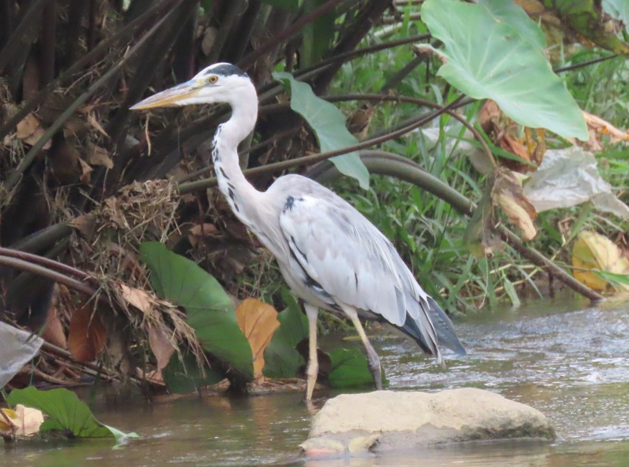 Grey heron