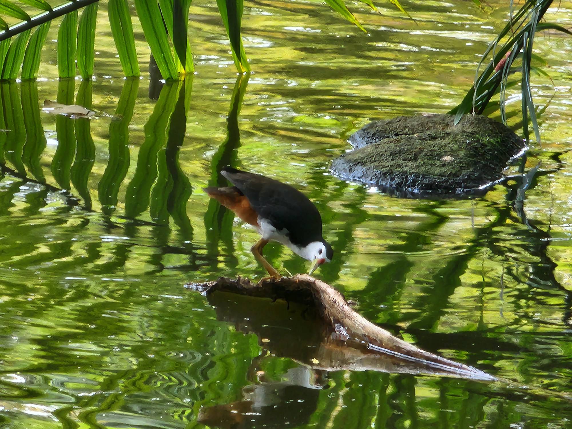 White-breasted waterhen