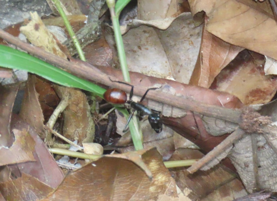 Giant forest ant