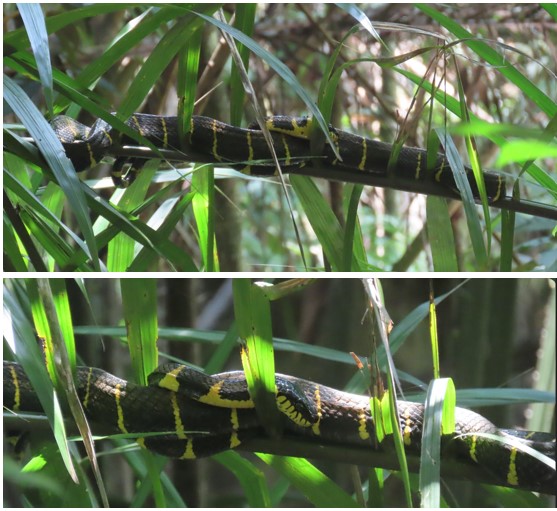 Gold-ringed cat snake