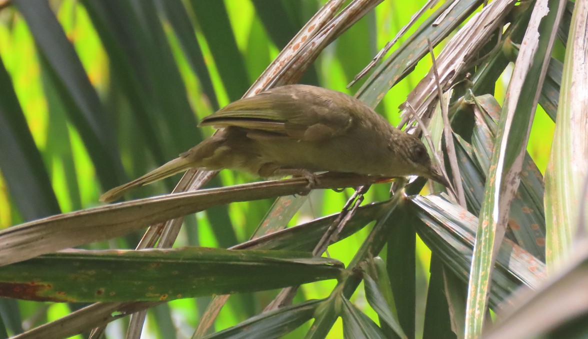 Olive winged bulbul