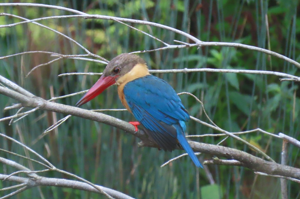 Stork-billed kingfisher (Pelargopsis capensis) - Biodiversity and ...