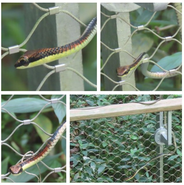 Kopstein's bronzeback? (Dendrelaphis kopsteini) - Biodiversity and ...