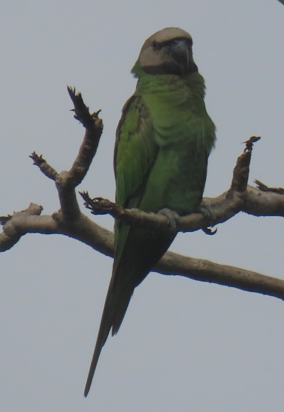 Red-breasted parakeet?