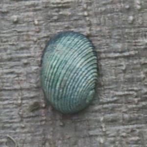 Articulate nerite 