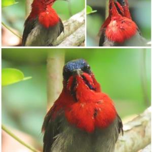 Crimson sunbird