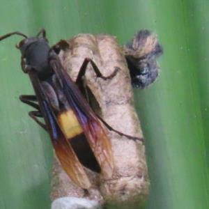 Greater banded hornet 