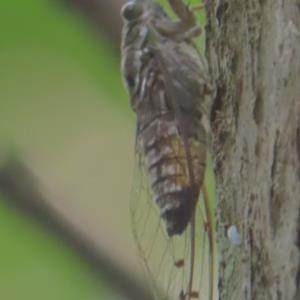 Cicada 