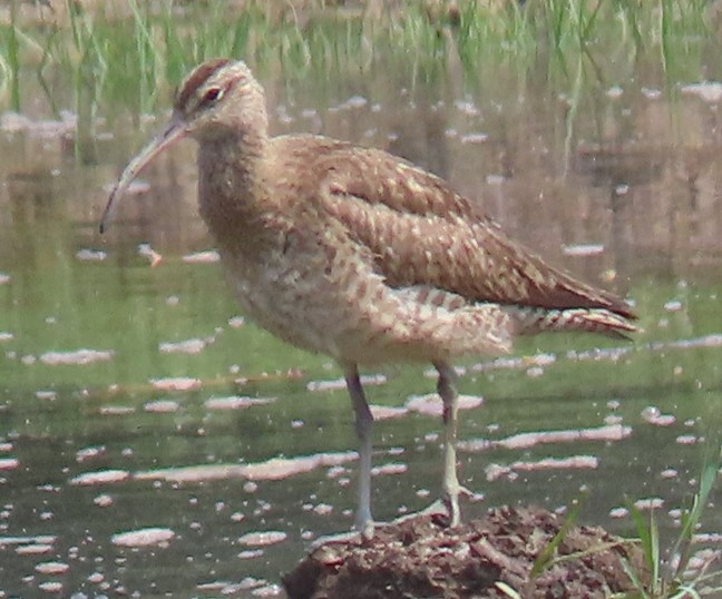 Eurasian whimbrel