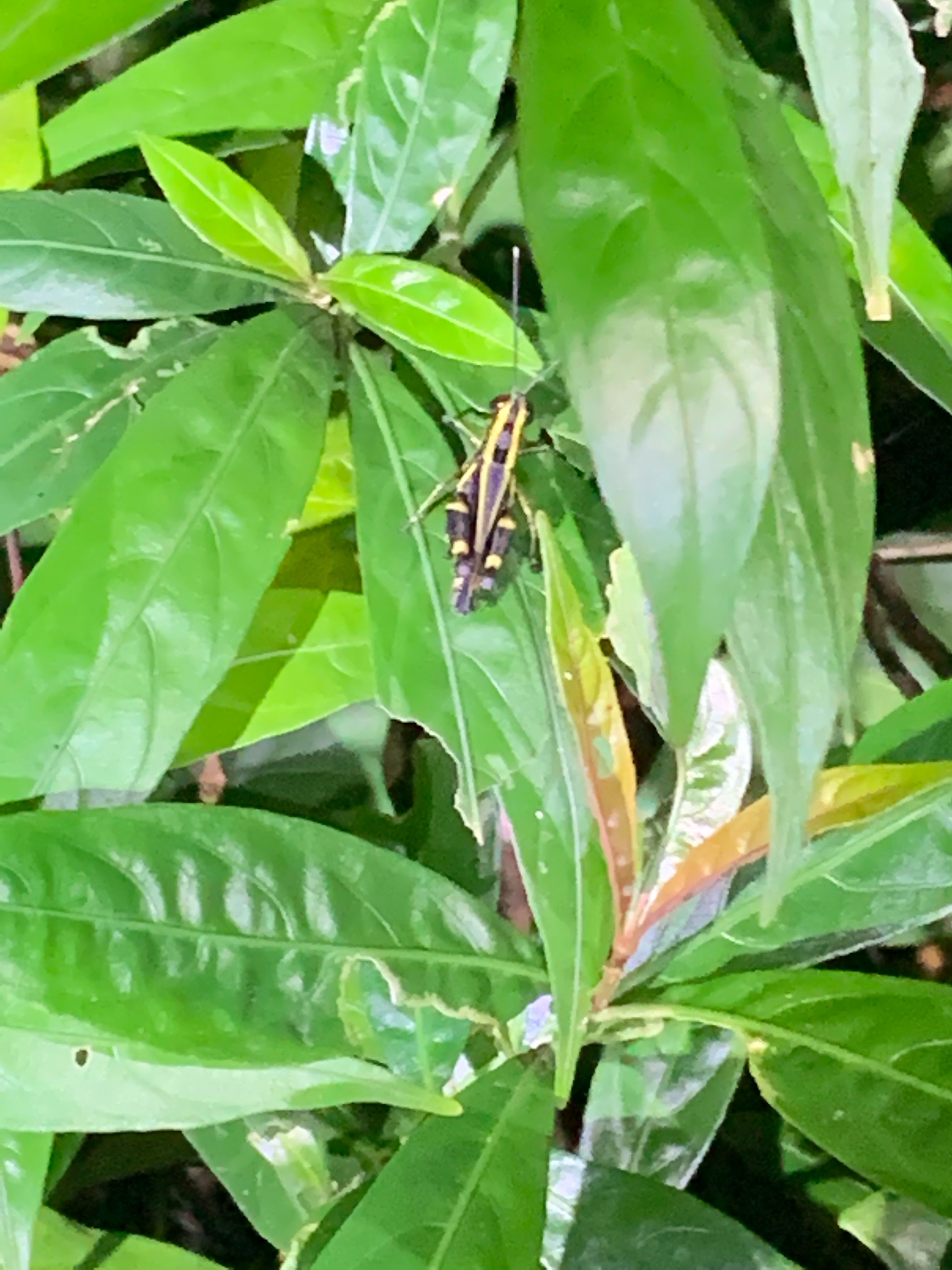 Black forest grasshopper 