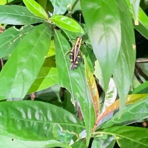 Black forest grasshopper 