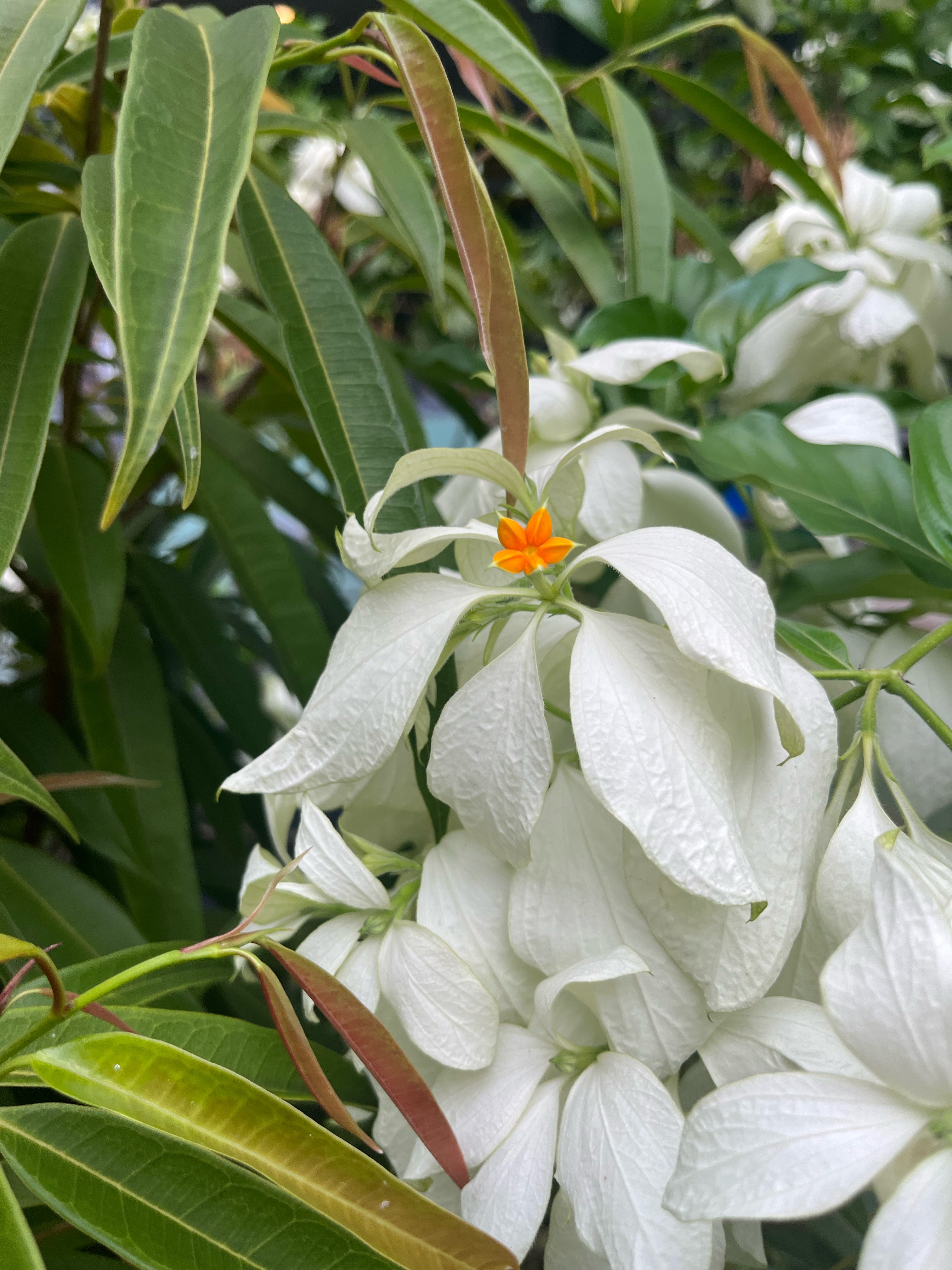 White dona flowers