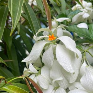 White dona flowers