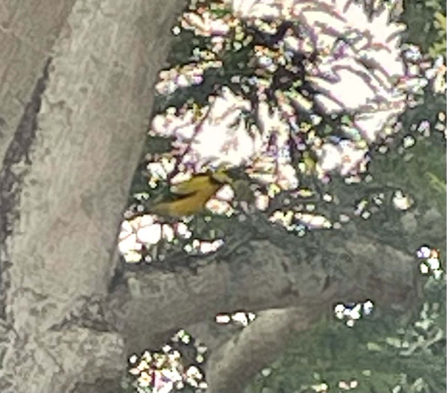 Black-naped oriol