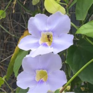 Asian honey bee