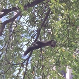 Squirrel