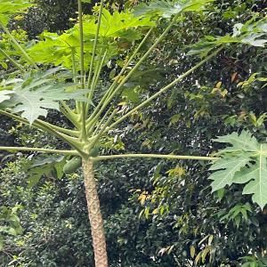 Papaya tree