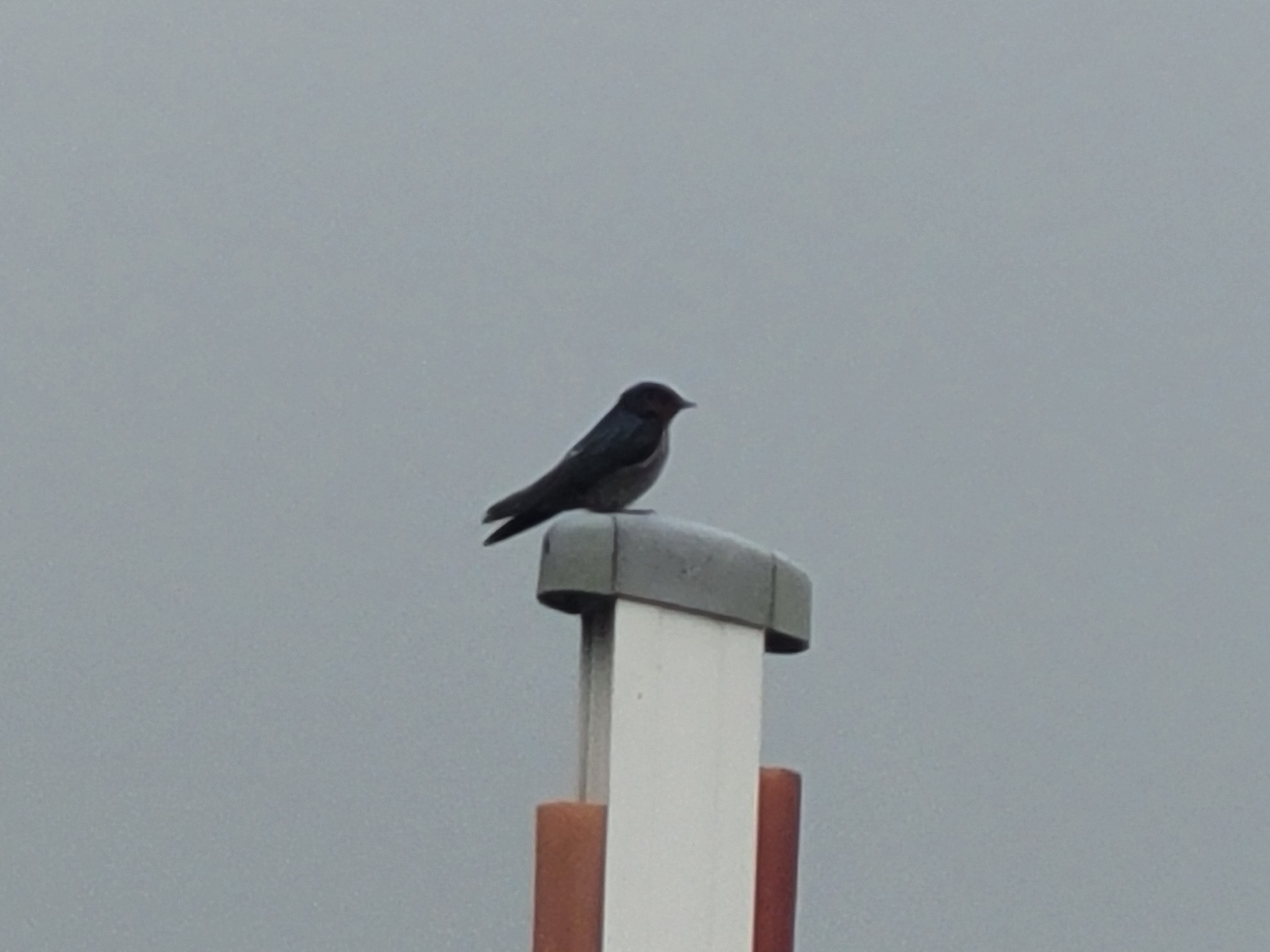 Swallow (Hirundo rustica) - Biodiversity and Environment Database System