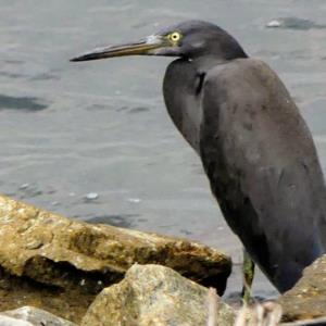 Pacific reef heron