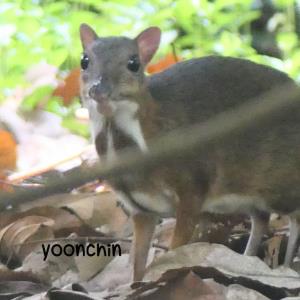 Lesser mouse deer