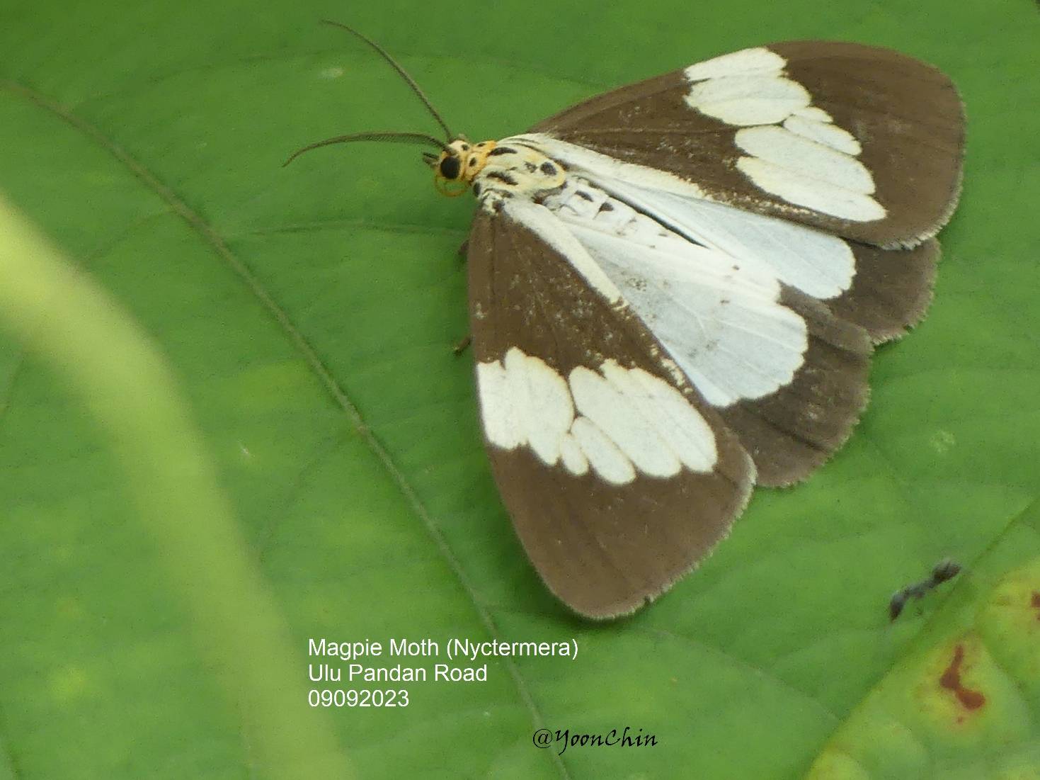 Magpie moth