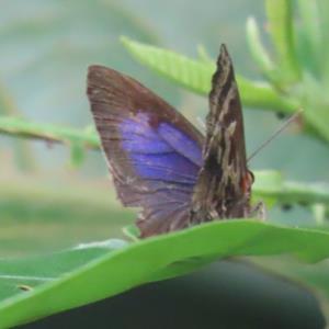 Aberrant oakblue