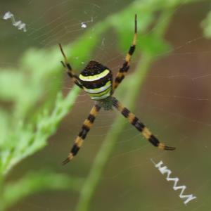 St andrew's cross spider