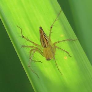 Striped lynx spider