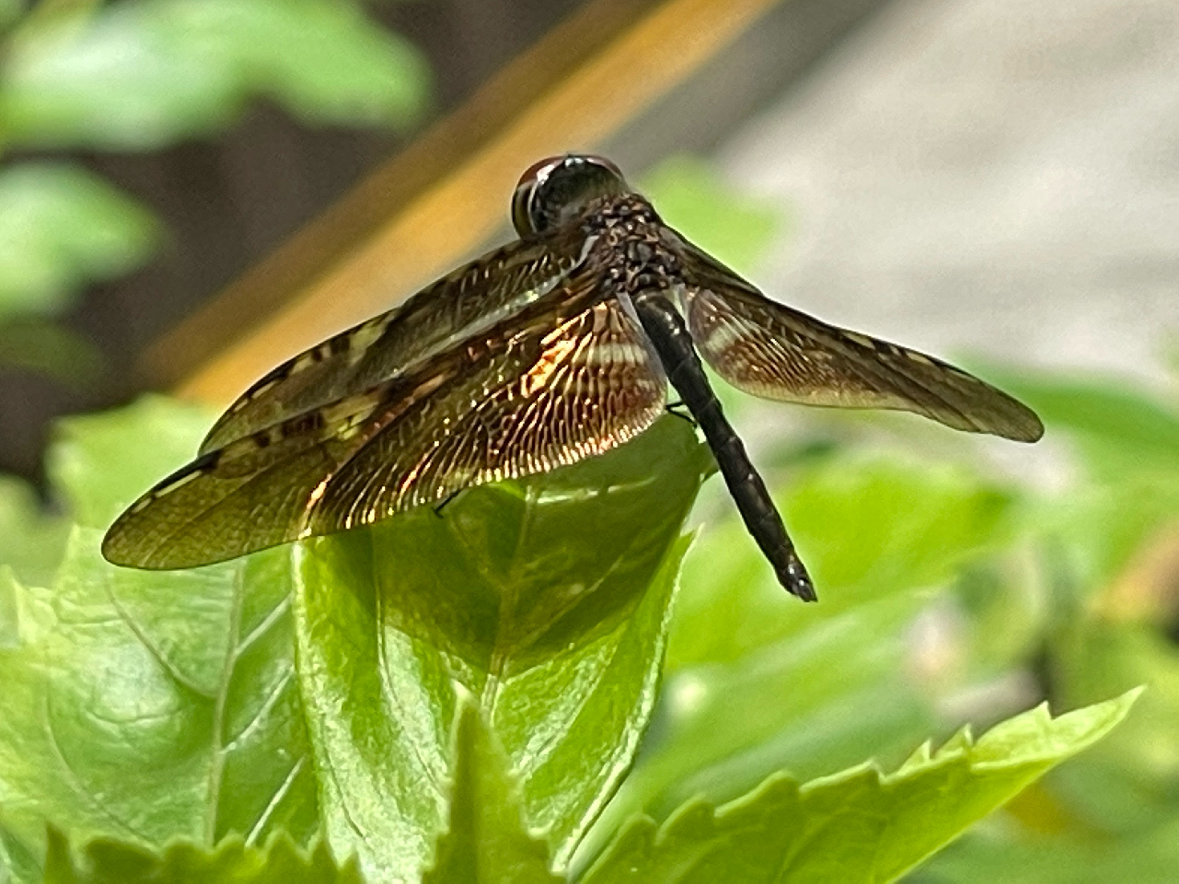 Dragonfly 