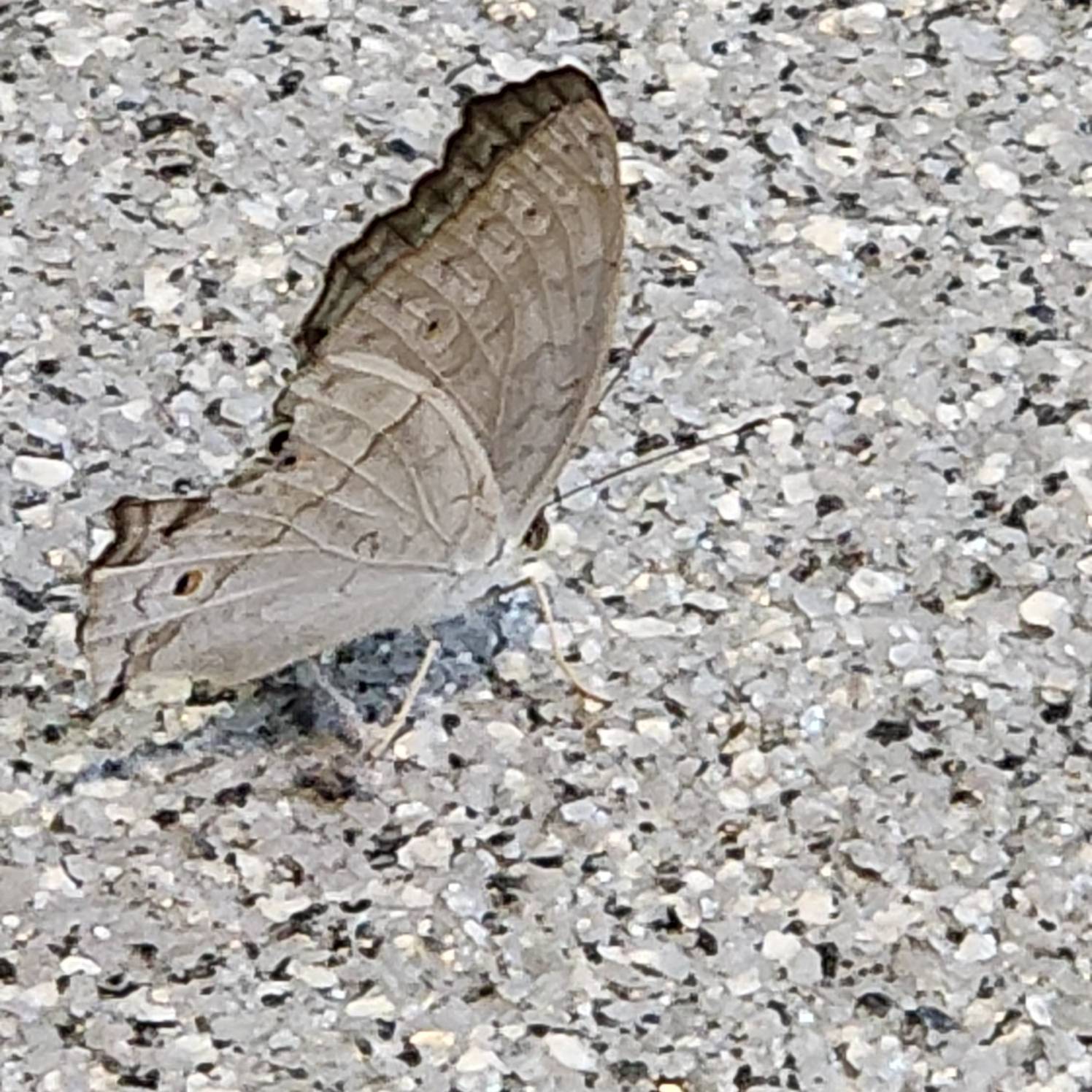 Grey pansy