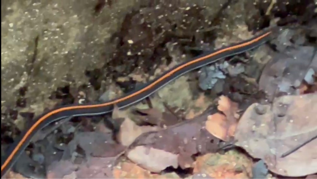 Blue malayan coral snake