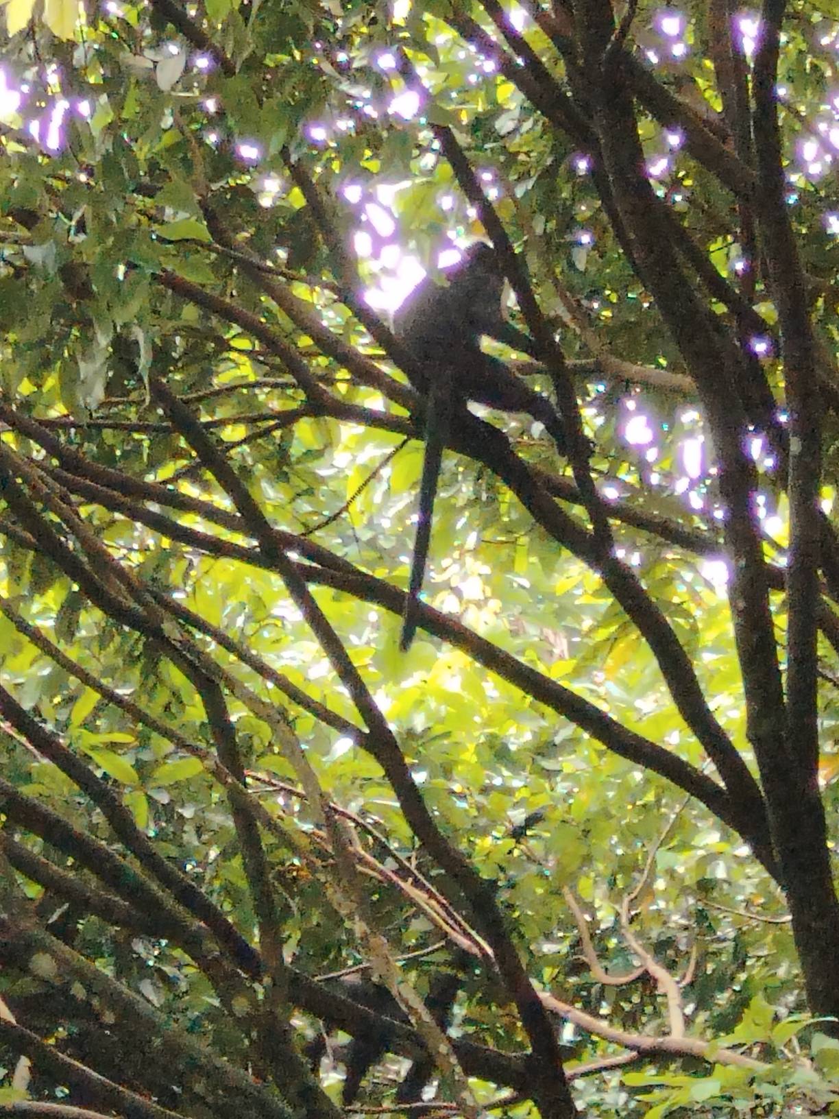 Raffles banded langur 