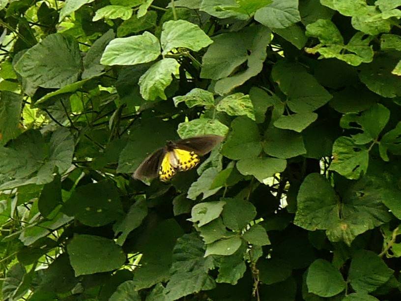 Common birdwing