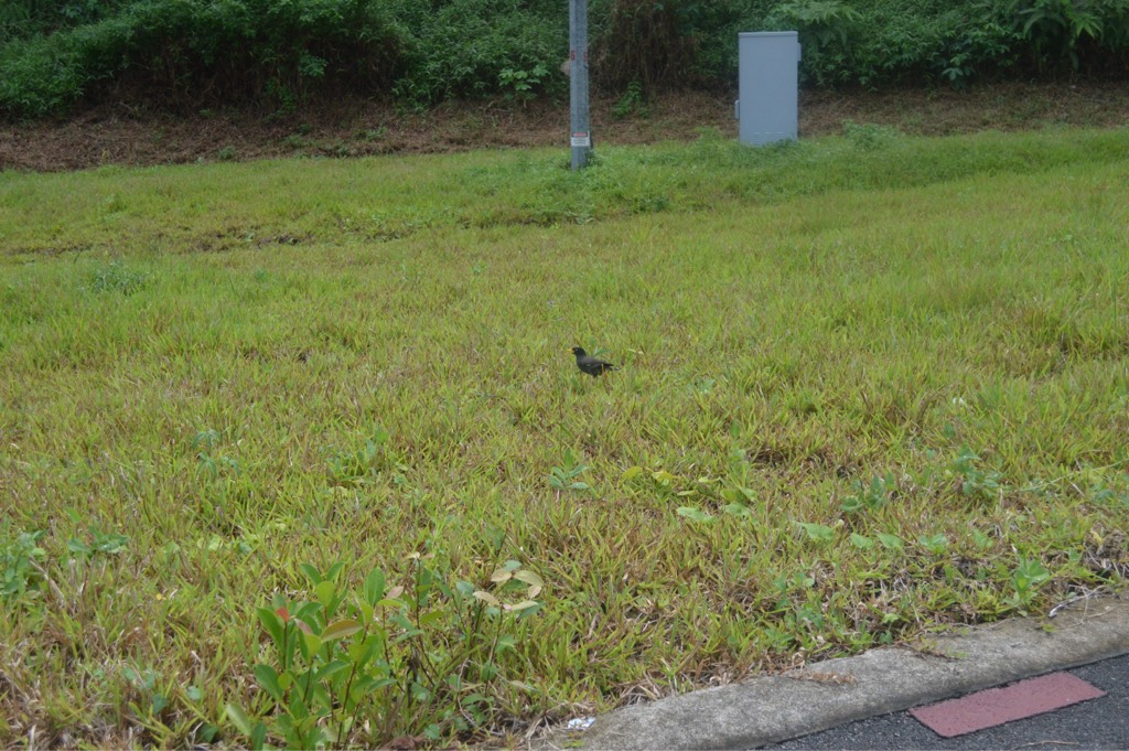 Javan myna