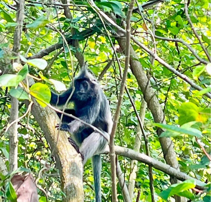 Silvered langur